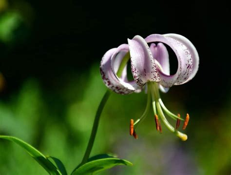 Martagon Lily: Excepcional Flor Bulbosa.